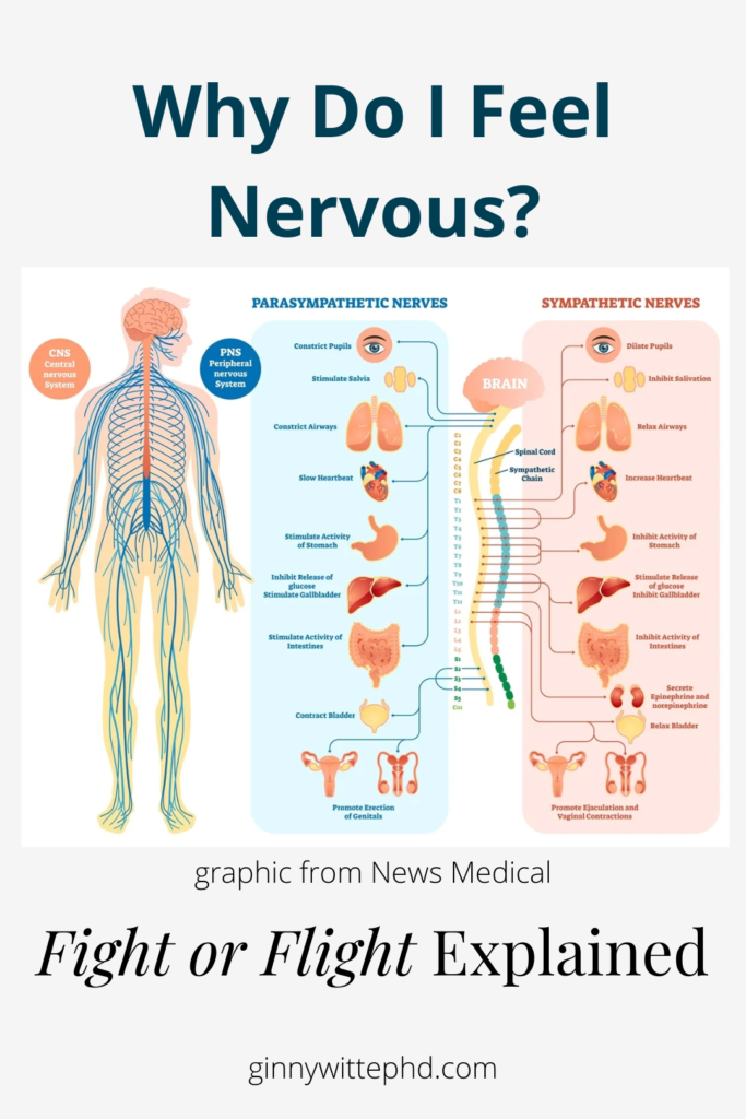 Why do I feel nervous? Fight or Flight explained