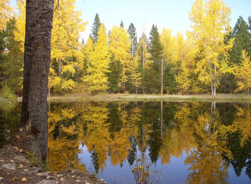 Fall Trees