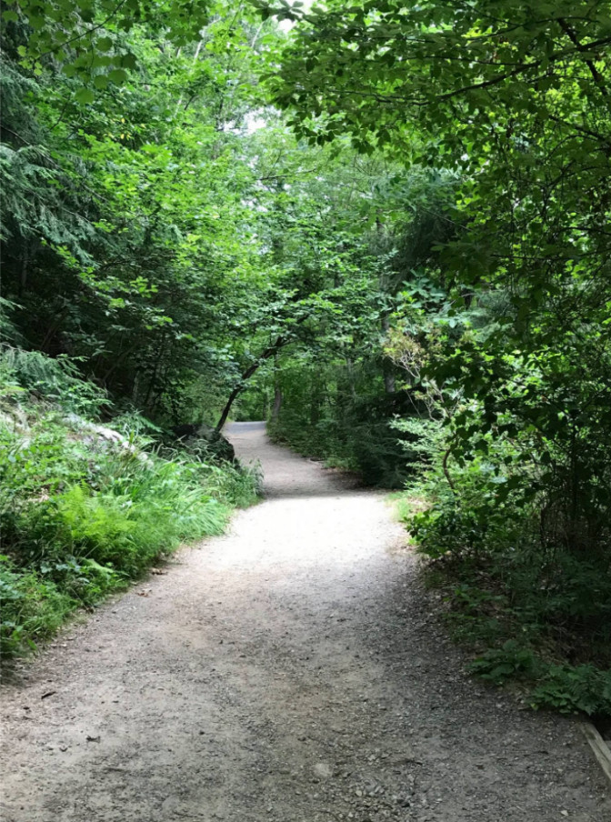 Photo A long gravel path winding through the forest.