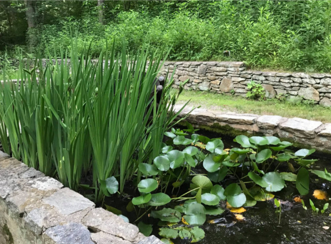 Photo Dense plants growing in a pond perfectly hiding