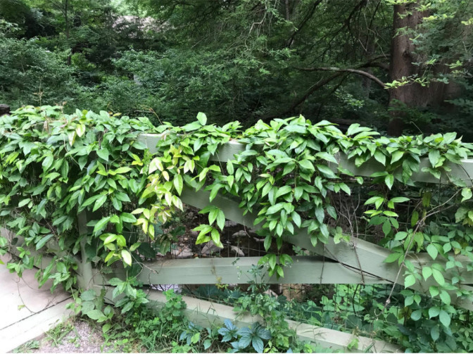 Photo Dense vines growing on a sturdy fence.