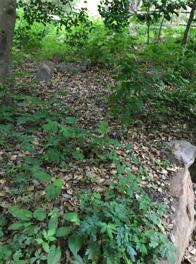 Photo Overgrown path on the forest floor.