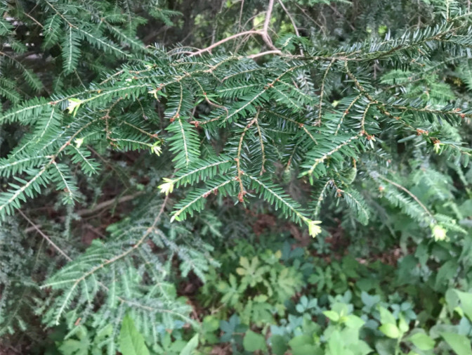 Photo Tiny buds at the ends of a lovely evergreen branch.