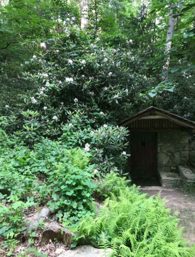 Rhododendron bush growing over a small cottage